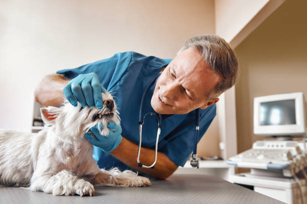 Best Pediatric Emergency Dentist in Eldorado, IL